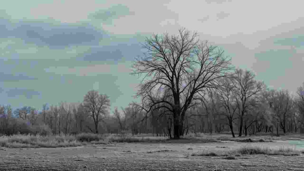 पहली शीत-लहरी ने बदल दी लोगों की दिनचर्या